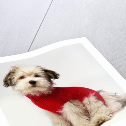 Bichon Havanaise Wearing Red Sweater by Anonymous