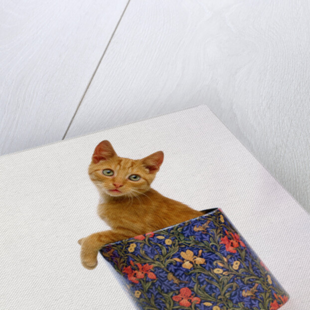 Kitten Sitting in Flowered Cookie Tin by Anonymous