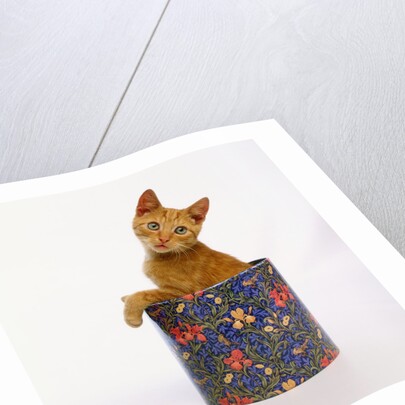 Kitten Sitting in Flowered Cookie Tin by Anonymous