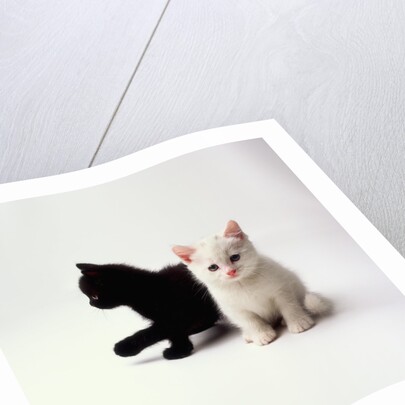 Black Kitten and White Kitten by Anonymous