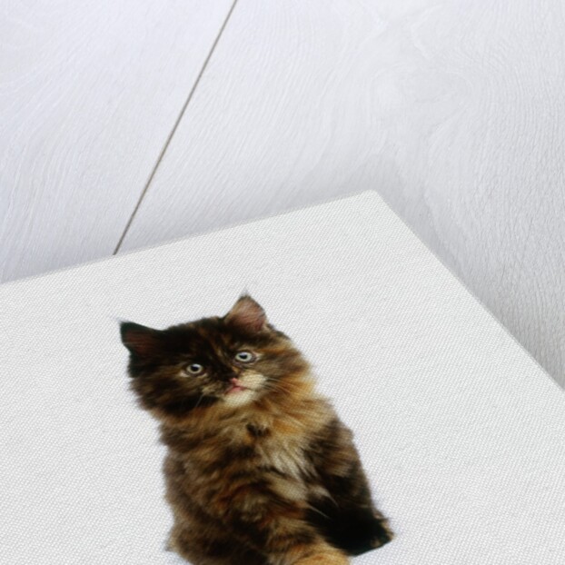 Ragdoll Kitten by Anonymous