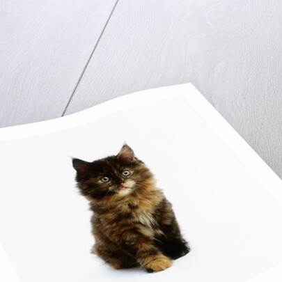 Ragdoll Kitten by Anonymous