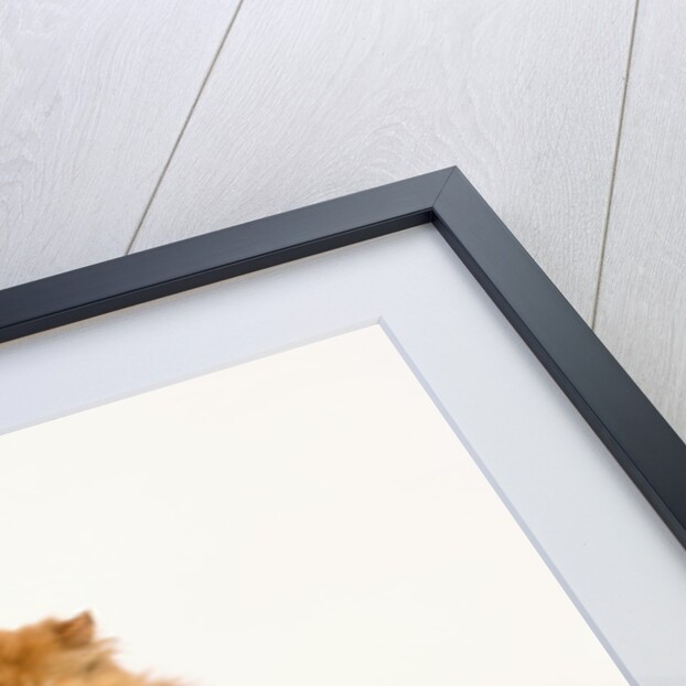 Persian Longhair Cat by Anonymous