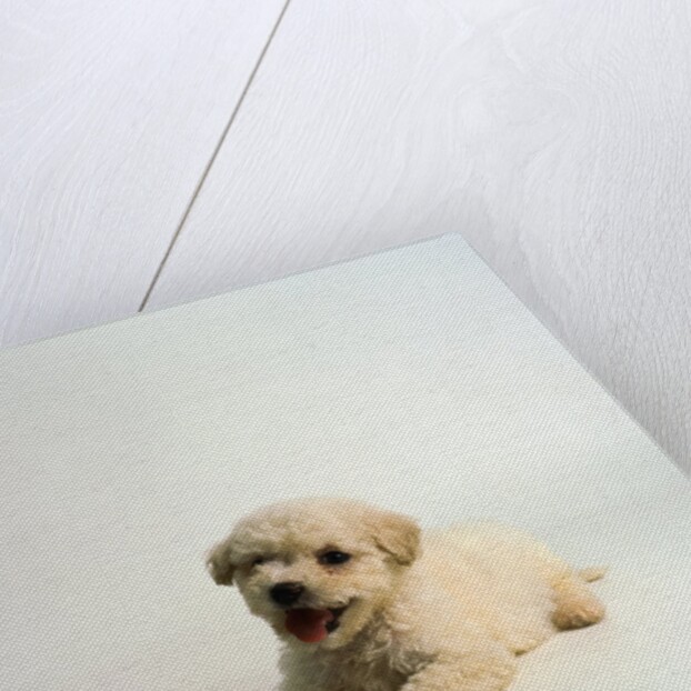 Bichon Frise Puppy by Anonymous