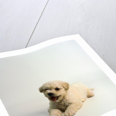 Bichon Frise Puppy by Anonymous
