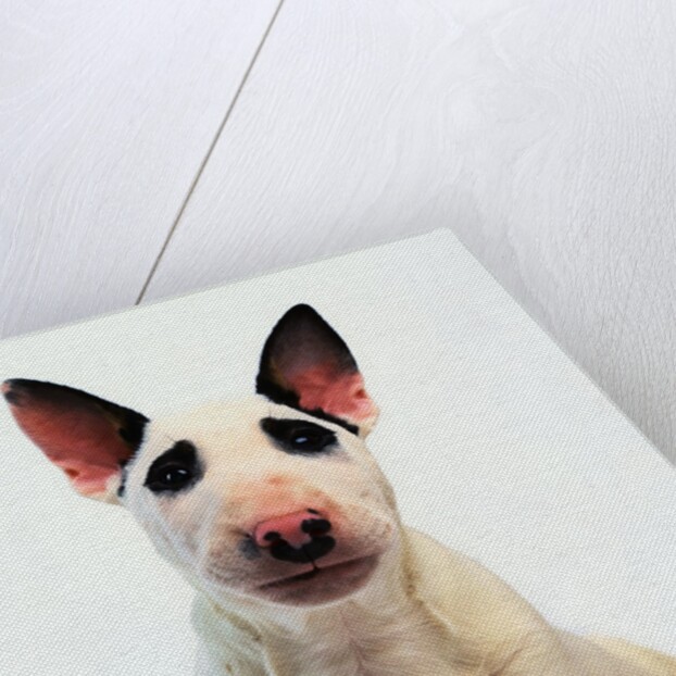 English Bull Terrier by Anonymous