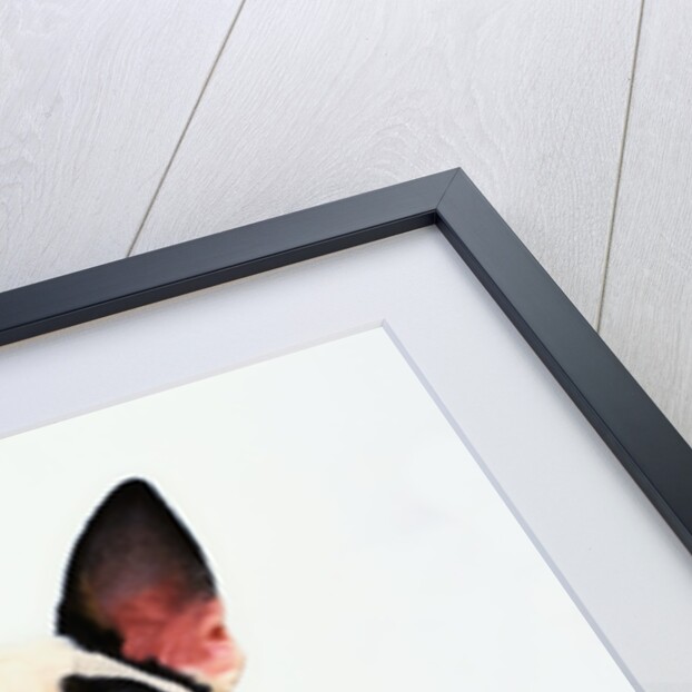 English Bull Terrier by Anonymous