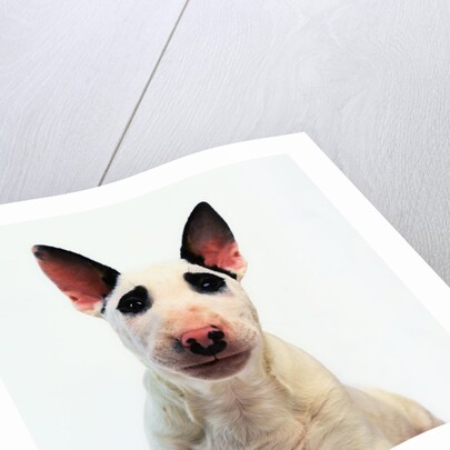 English Bull Terrier by Anonymous