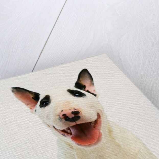 Bull Terrier by Anonymous