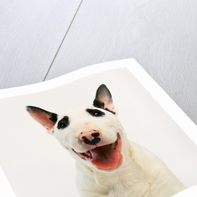 Bull Terrier by Anonymous