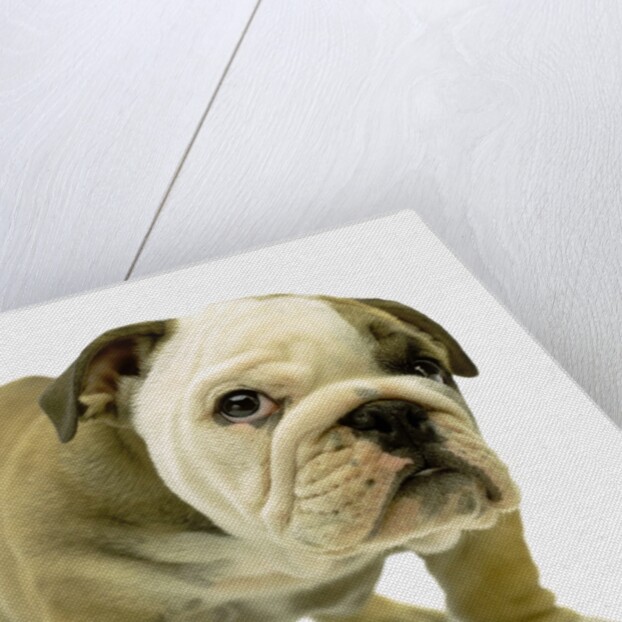 English Bulldog Puppy by Anonymous