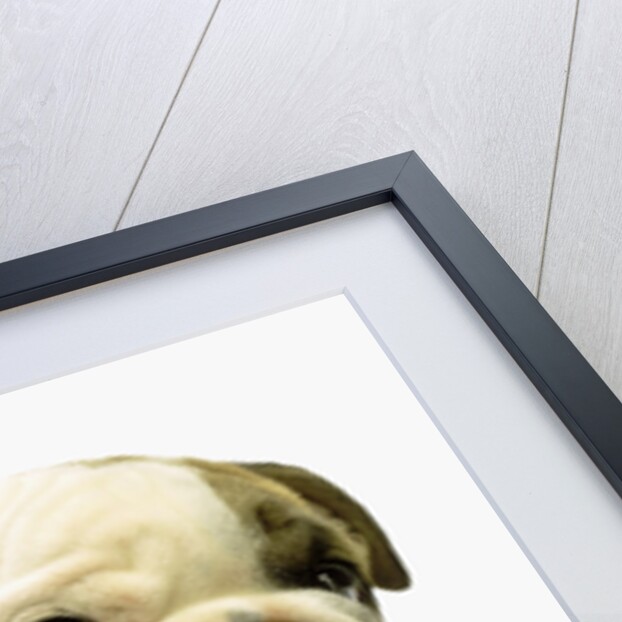English Bulldog Puppy by Anonymous