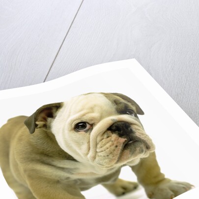 English Bulldog Puppy by Anonymous