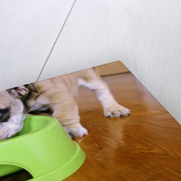 English Bulldog Puppy Eating by Anonymous
