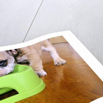 English Bulldog Puppy Eating by Anonymous