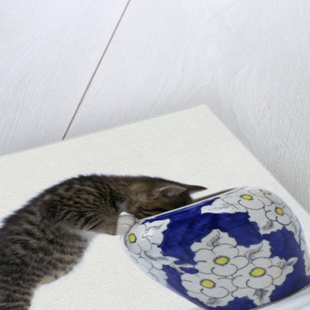 Kitten Looking in Decorated Vase by Anonymous