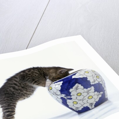 Kitten Looking in Decorated Vase by Anonymous