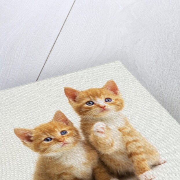 Two Kittens by Anonymous