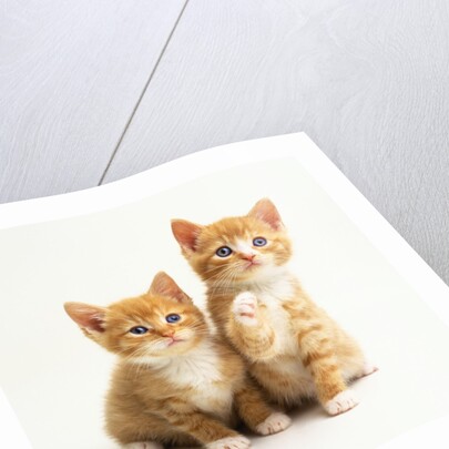 Two Kittens by Anonymous