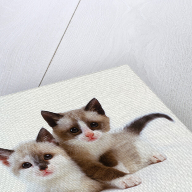 Two Tan and White Kittens by Anonymous