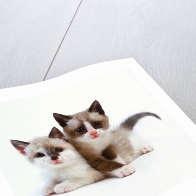 Two Tan and White Kittens by Anonymous