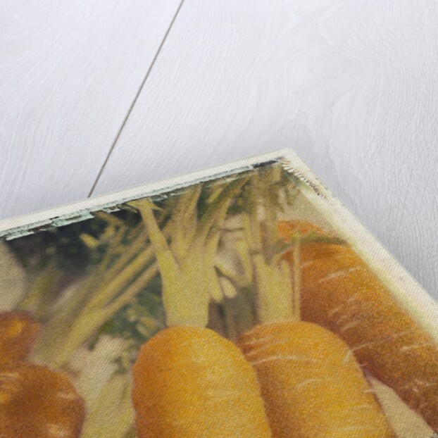 Carrots by Jennifer Kennard