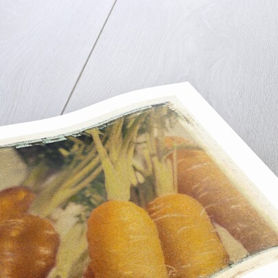 Carrots by Jennifer Kennard