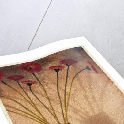 Gerbera by Jennifer Kennard