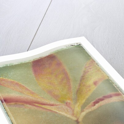 Deciduous Azalea by Jennifer Kennard