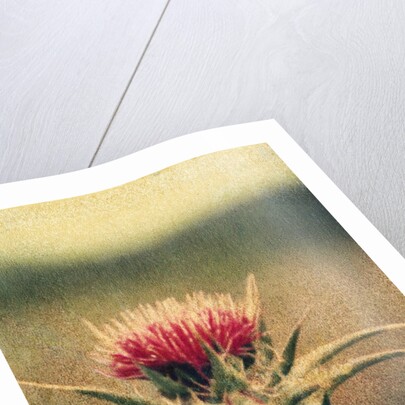 Thistle by Jennifer Kennard