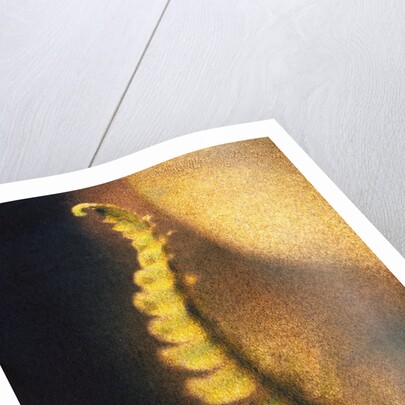 New Fern by Jennifer Kennard