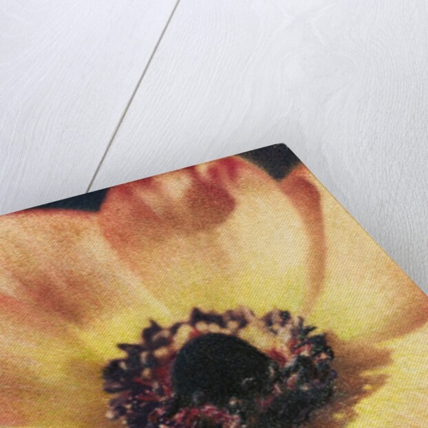 Anemone by Jennifer Kennard