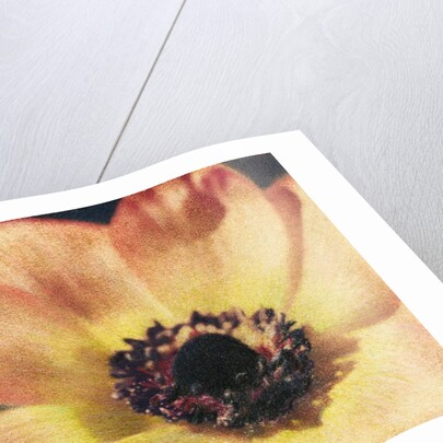 Anemone by Jennifer Kennard