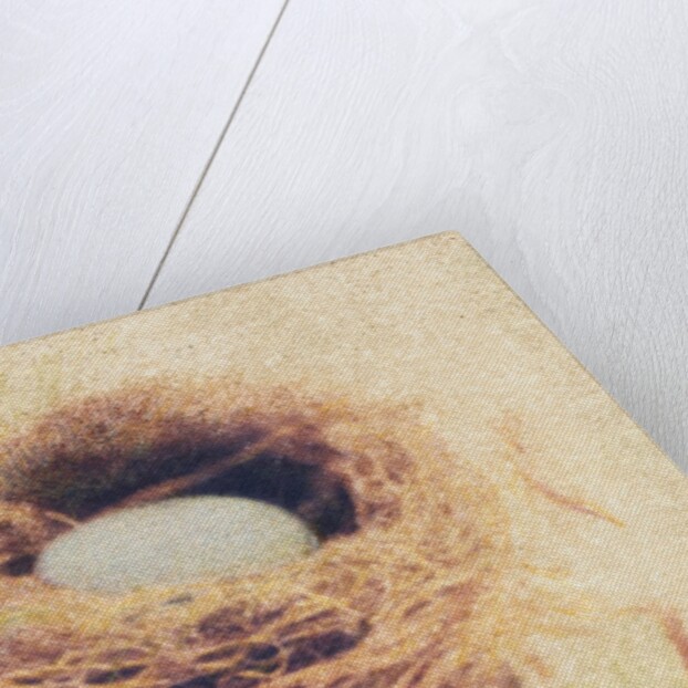 Bird's Nest by Jennifer Kennard