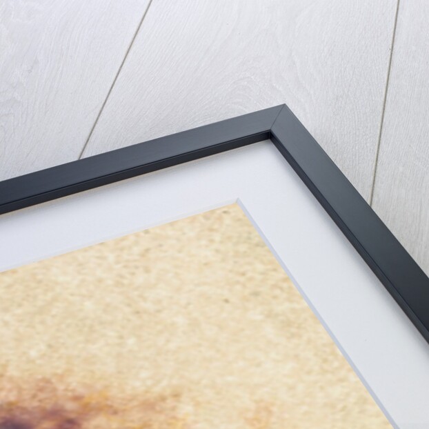 Bird's Nest by Jennifer Kennard