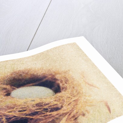 Bird's Nest by Jennifer Kennard