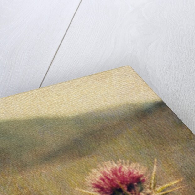 Thistle #2 by Jennifer Kennard