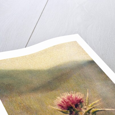 Thistle #2 by Jennifer Kennard