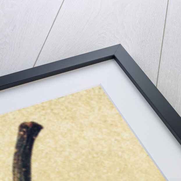 D'Anjou Pear by Jennifer Kennard