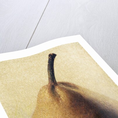 D'Anjou Pear by Jennifer Kennard