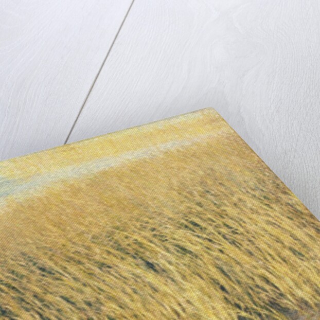 Beach Grass by Jennifer Kennard