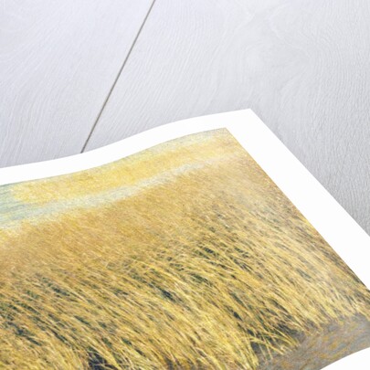 Beach Grass by Jennifer Kennard
