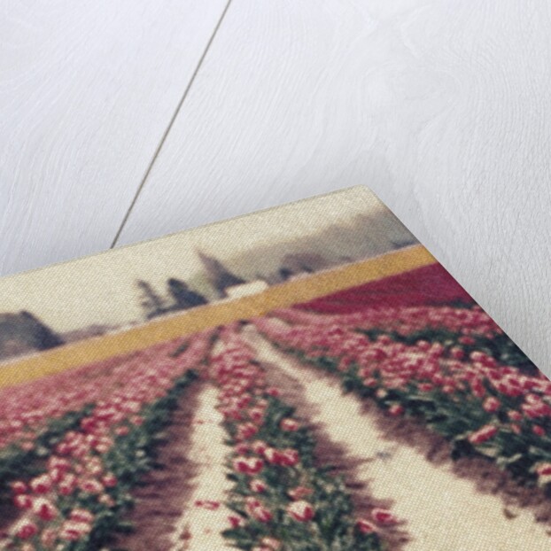 Skagit Valley Tulips by Jennifer Kennard