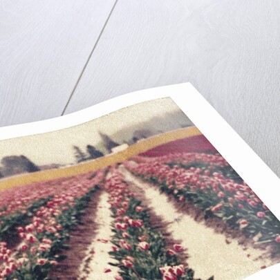 Skagit Valley Tulips by Jennifer Kennard