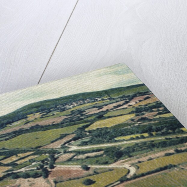 Vineyards by Jennifer Kennard