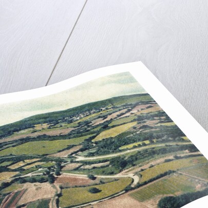 Vineyards by Jennifer Kennard