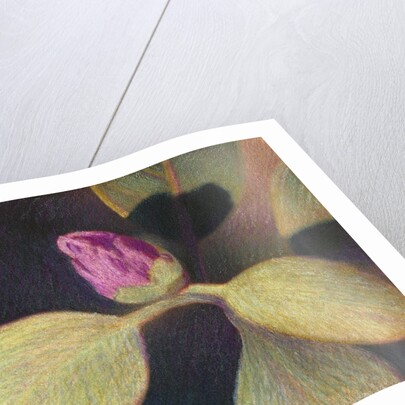 Rhododendron Bud by Jennifer Kennard