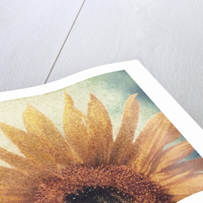 Sunflower by Jennifer Kennard