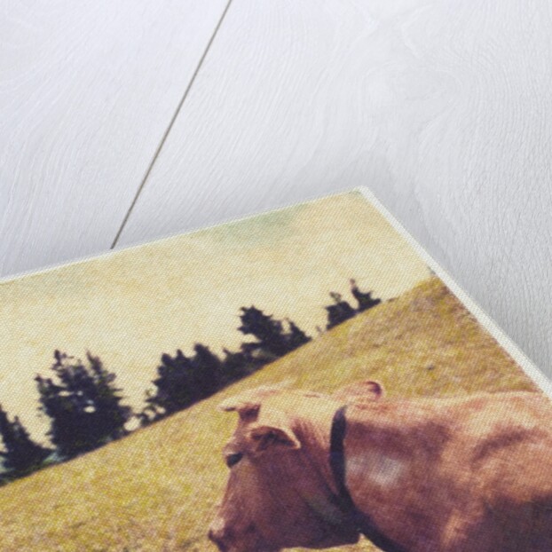 Alpine Cow #2 by Jennifer Kennard