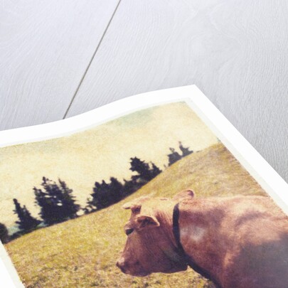 Alpine Cow #2 by Jennifer Kennard